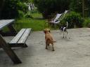 {frida1}  I haven med naboens hund