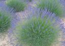 lavendel_munstead.jpg